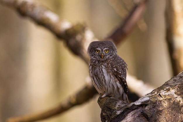 写真 枝 に 座っ て いる オオカミ の クローズアップ