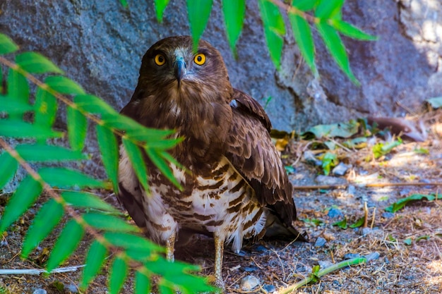 写真 枝 に 座っ て いる オオカミ の クローズアップ