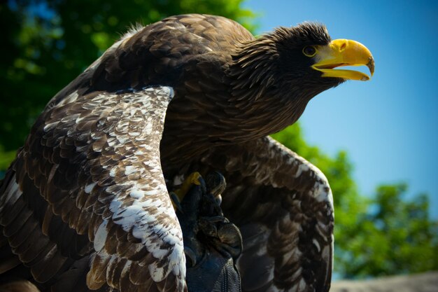 写真 外で座っているオオカミのクローズアップ