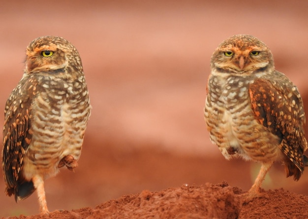 写真 オオカミが座っているクローズアップ