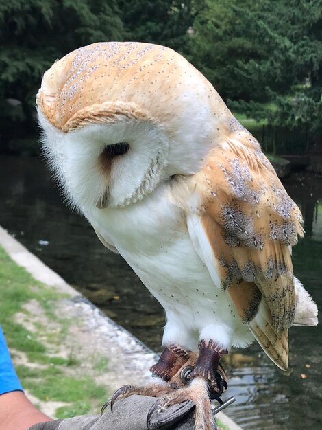 写真 オオカミのクローズアップ