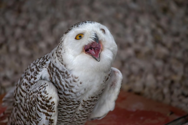 写真 オオカミのクローズアップ