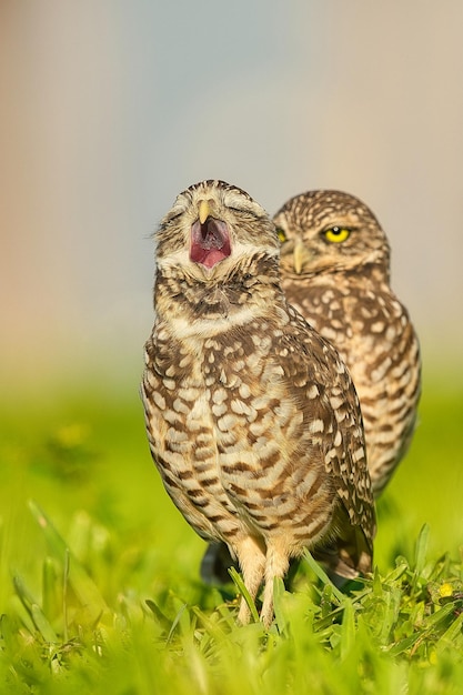 写真 オオカミのクローズアップ