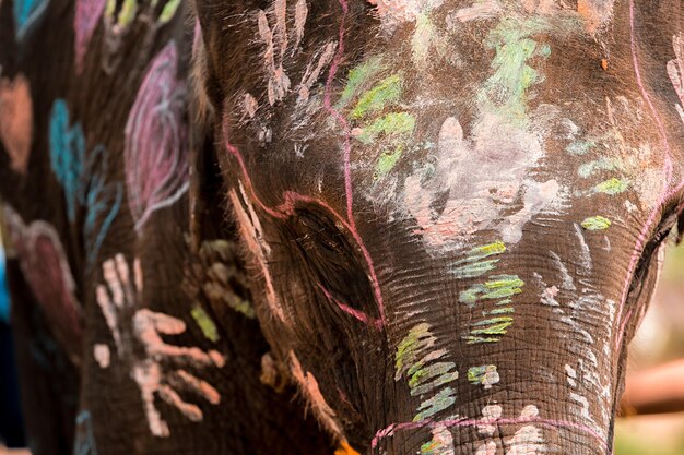 사진 그림 을 그린 코끼리 의 클로즈업
