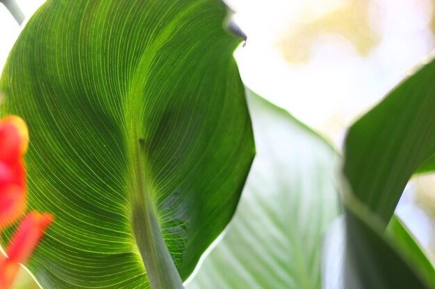 写真 パームの葉のクローズアップ