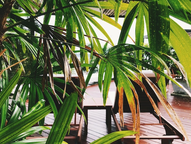 Фото Близкий взгляд на пальмовые листья