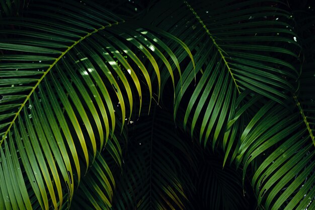 Фото Близкий план листьев пальмы