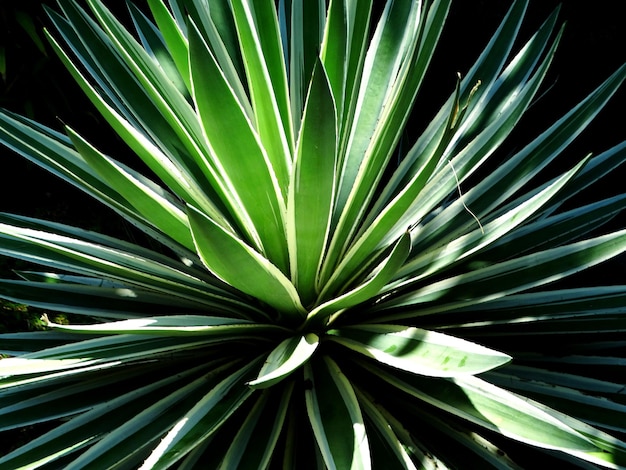 Фото Крупный план пальмы