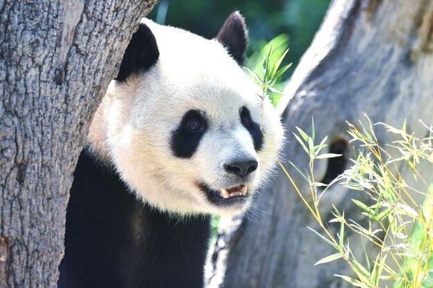 写真 パンダのクマのクローズアップ