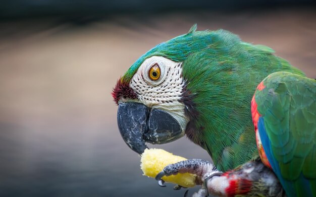 写真 食べ物を食べているオオカミのクローズアップ