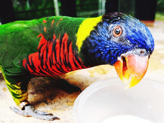 写真 パロットが食べているクローズアップ