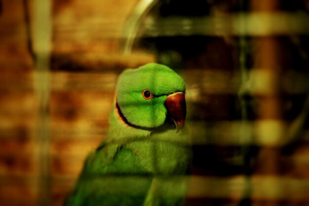 Фото Клоуз-ап попугая в клетке