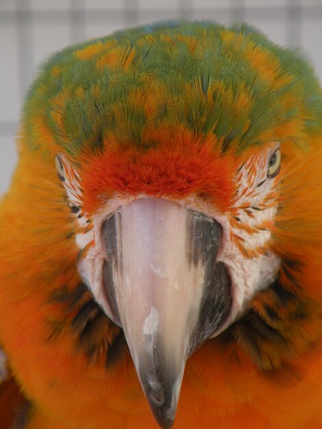 写真 動物園のオオカミのクローズアップ