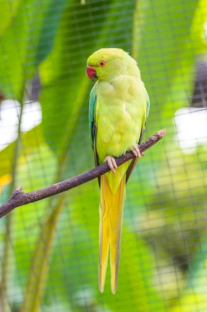 Фото Крупный план попугая, сидящего на ветке в клетке