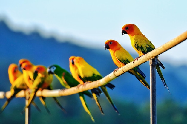 Фото Крупный план попугая, сидящего на ветви
