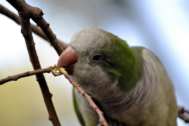 写真 枝に座っているオオカミのクローズアップ