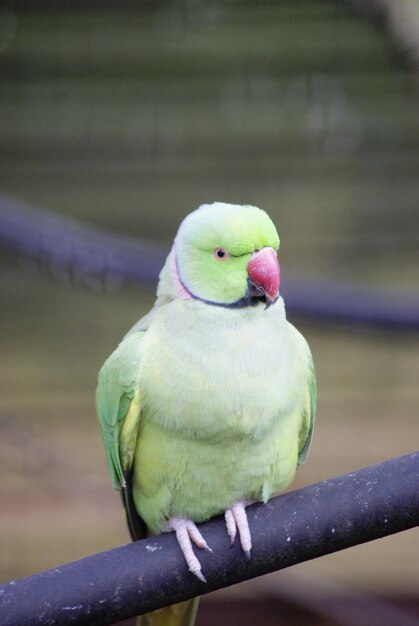 写真 枝 に 座っ て いる  ⁇  の クローズアップ