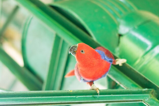 写真 葉の上に座っているオオカミのクローズアップ