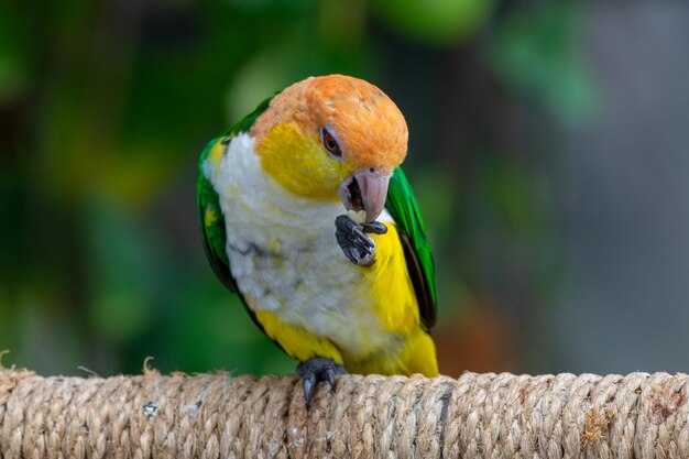 写真 木の上に座っているオオカミのクローズアップ