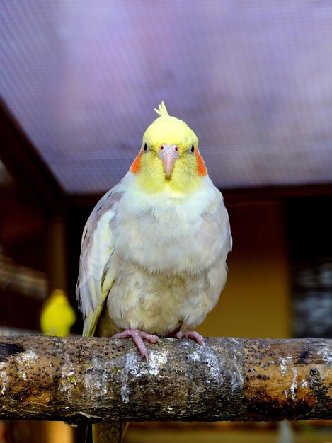 写真 木の上に座っているオオカミのクローズアップ