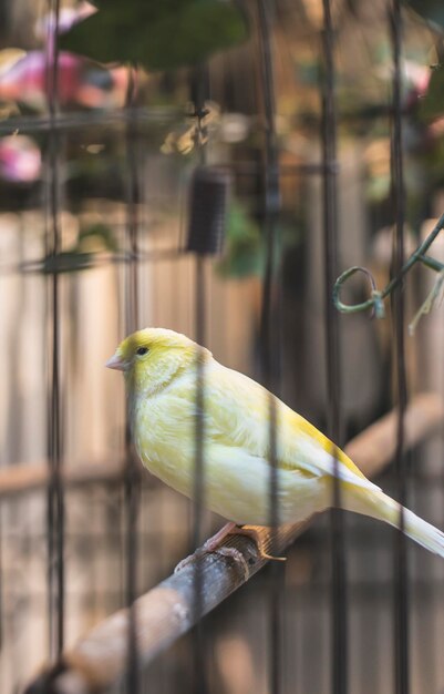 写真 ⁇ が座っているクローズアップ