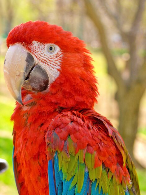 写真 カワウソのクローズアップ