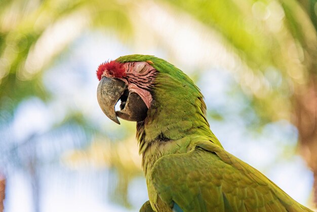 写真 カワウソのクローズアップ