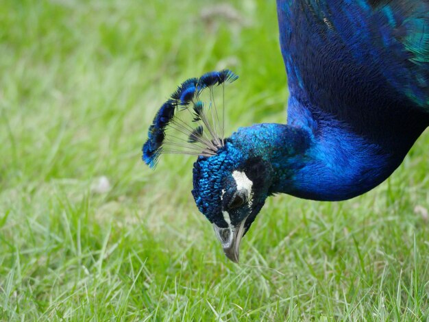 写真 野原でのオオカミのクローズアップ