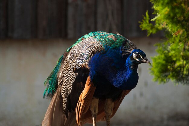 写真 野原でのオオカミのクローズアップ