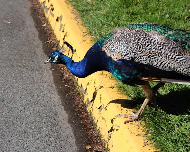 写真 草の上に座っているオオカミのクローズアップ