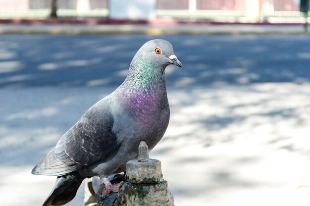 写真 屋外 に 座っ て いる 孔雀 の クローズアップ