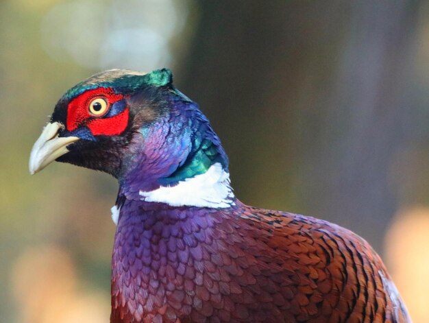 写真 パオコンのクローズアップ