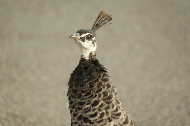 写真 パウロ の クローズアップ