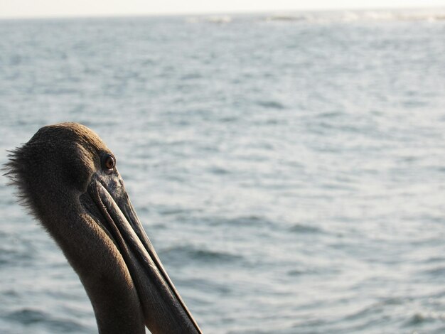 写真 海中のペリカンのクローズアップ