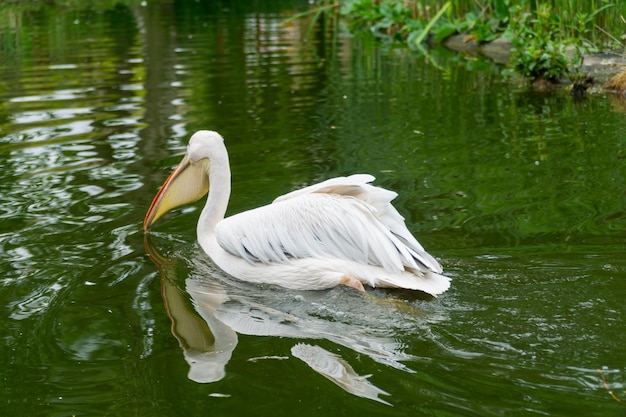 Фото Крупный план пеликана на озере