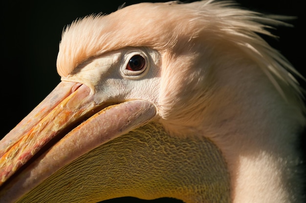 写真 ペリカンのクローズアップ