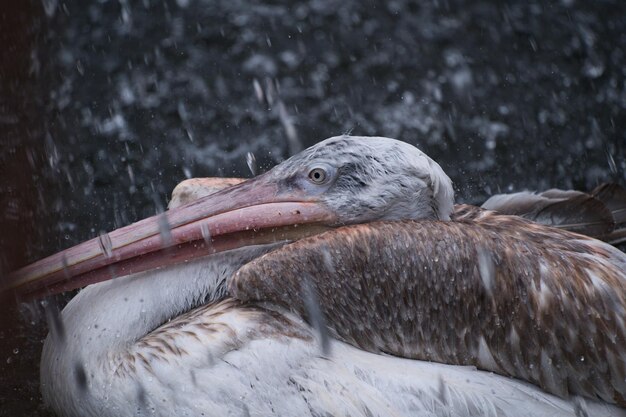 写真 ペリカンのクローズアップ