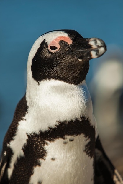 写真 ペンギンが遠くを見ているクローズアップ