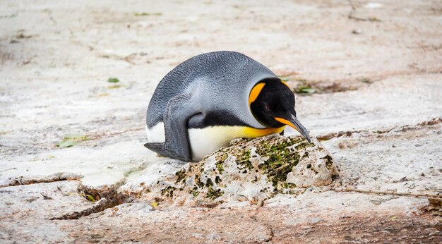 写真 岩の上にあるペンギンの腹部のクローズアップ