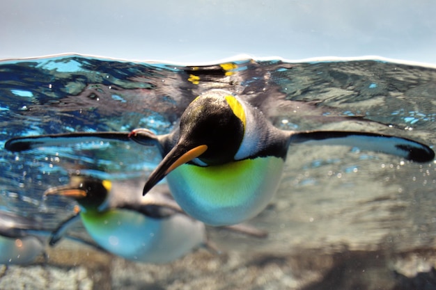 写真 海で泳ぐペンギンのクローズアップ