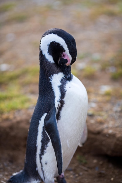 写真 ペンギンのクローズアップ