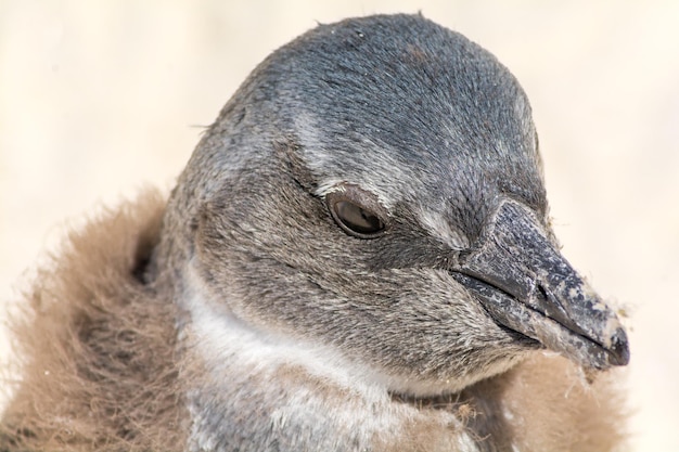 写真 ペンギンのクローズアップ