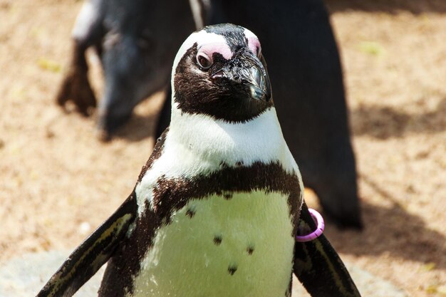 写真 ペンギンのクローズアップ