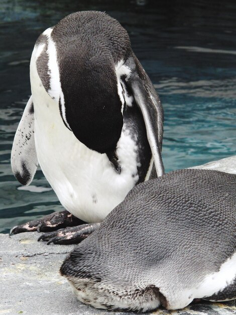 写真 ペンギンのクローズアップ