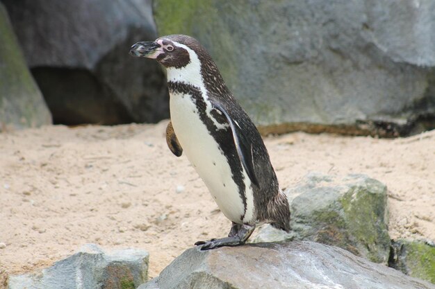 写真 ペンギンのクローズアップ