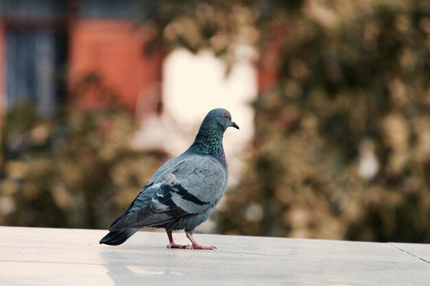 写真 レールに座っているのクローズアップ