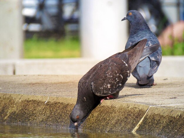 写真 が座っているクローズアップ