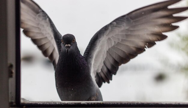 写真 飛ぶのクローズアップ