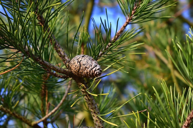 Фото Близкий взгляд на сосновый конус на дереве