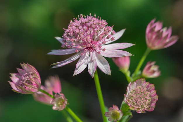 写真 ⁇ いているピンクのアストランシアの主要な花のクローズアップ